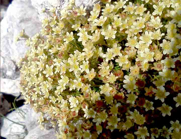 Saxifraga exarata subsp. moschata